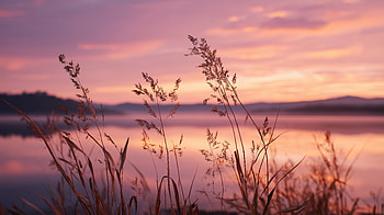 Lavender Evening Reflections Of Calm, flowers, flower, ocean, lake, sunset, sky, artist, artwork, art, digital-art, ai, deviantart HD wallpaper