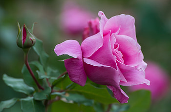 Rose, pink, green, flower, trandafir HD wallpaper