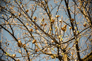 Tulip Tree, Cold Stream Farm, Deciduous Trees, Liriodendron Tulipifera HD wallpaper