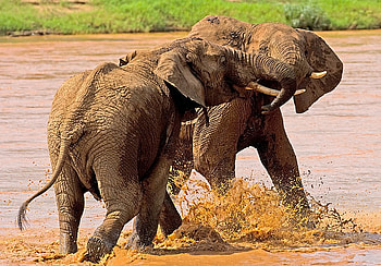 Elephant-Fight., outdoor, elephants, animals, nature, fight, water HD wallpaper