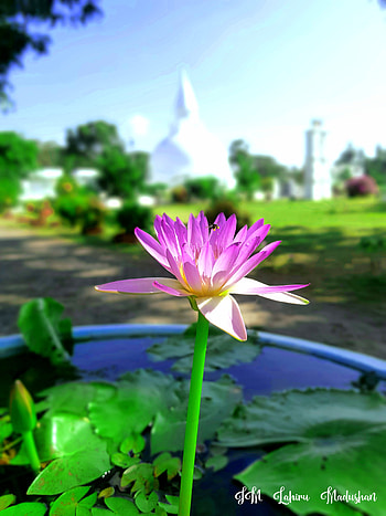 Lotus Flower Sri Lanka, sacred_lotus HD phone wallpaper