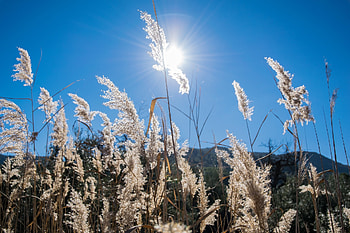 Plants, sunny day, sunlight, meadow HD wallpaper
