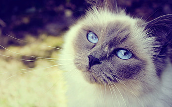 Animals, Cat, Fluffy, Muzzle, Spotted, Spotty, Close-Up, Blue Eyed, Blue-Eyed HD wallpaper