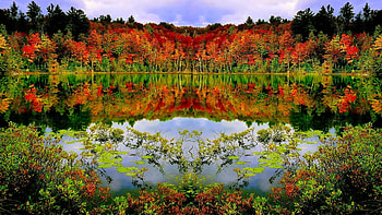 Autumn Forest, trees, autumn, nature, forest, lake HD wallpaper