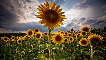 sunflowers fileds, sunflowers, field, clouds, sky, nature, flowers HD wallpaper
