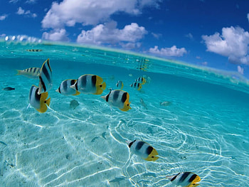 TROPICAL COAST, clouds, fishes, ocean HD wallpaper