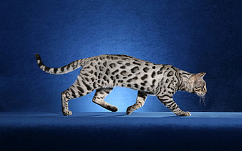 Animals, Cat, Leopard Coloring, Usher HD wallpaper