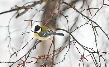 Public Domain , Avian graphy, High-resolution , No Attribution Required HD wallpaper