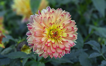 Dahlia, plant, nature, flower HD wallpaper