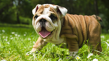 Bulldog, Puppy , Background , Adorable pet HD wallpaper