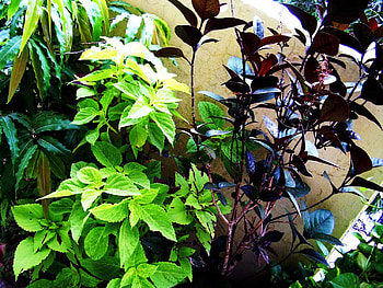 three plants , plants, three HD wallpaper