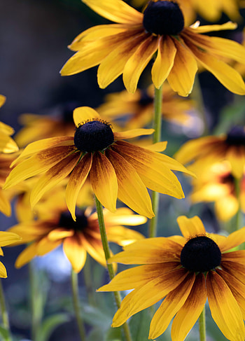 Flowers, Macro, Petals HD phone wallpaper