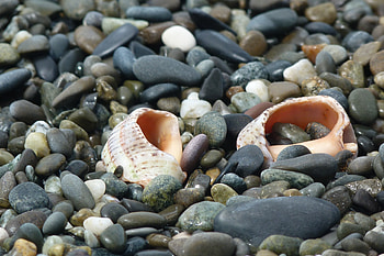 Nature, Stones, Shells, Shore, Bank, Sink, Sinks HD wallpaper