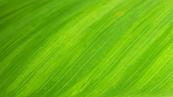 Macro shot of a green leaf's texture, ideal for backgrounds. HD wallpaper