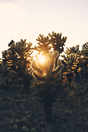 Nature, Cactuses, Sunset, Desert, Sunlight HD phone wallpaper