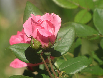 Beautiful Pink Climbing Rose, Awesome, pink, pretty, rose blossom HD wallpaper