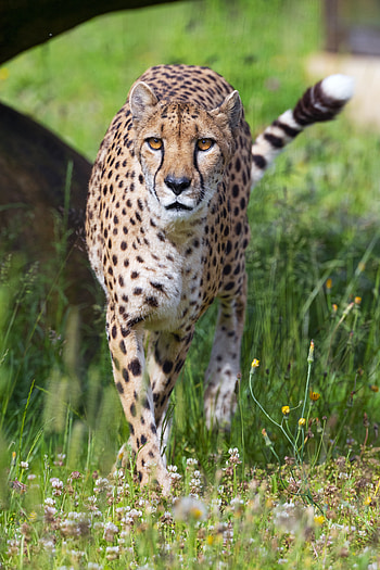 Animals, Flowers, Cheetah, Predator, Big Cat, Sight, Opinion HD phone wallpaper