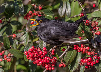 Common Blackbird, Elegant bird species, Feathered beauty, Nature's marvels HD wallpaper