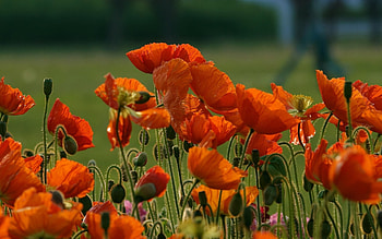 Poppies, nature, flowers, red HD wallpaper