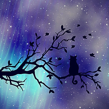 Art, Silhouette, Cat, Starry Sky, Branch HD phone wallpaper
