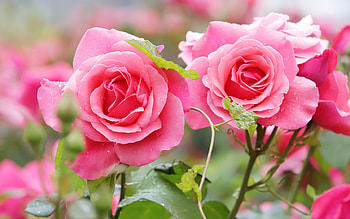 pink roses, background with roses, beautiful pink flowers, roses, bush with pink roses HD wallpaper