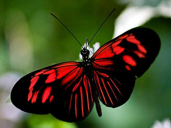 Lady in red, wings, black, butterfly, red HD wallpaper
