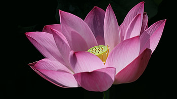 Pink Lotus, pink flower, lotus HD wallpaper