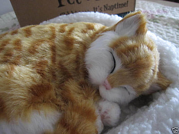 Nap Time, kitten, nap, tabby, sleeping, orange HD wallpaper