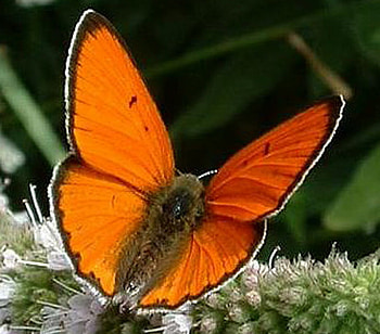 Orange beauty, white, black, leaves, butterfly, flowers, orange HD wallpaper