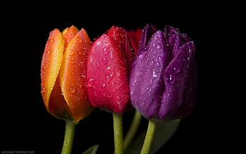 Plants, Flowers, Tulips, Drops HD wallpaper