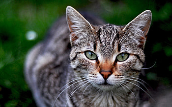 Animals, Cats HD wallpaper