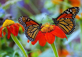 Butterflies on Asters, asters, butterflies, insects, pretty HD wallpaper
