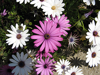 Margaritas, white, daisy, violet, flower HD wallpaper