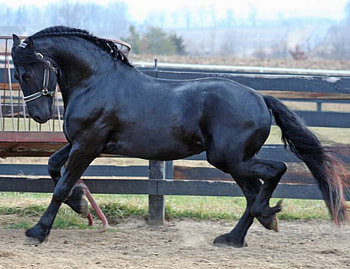 Friesian Beauty, horses, dutch horse, animals, friesians, holland, netherland HD wallpaper