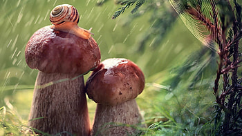 Macro mushrooms, Nature , Close-up graphy, Detailed HD wallpaper