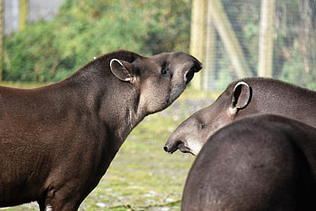 Tapir facts, Wild welfare, Tapir habitat, Interesting HD wallpaper