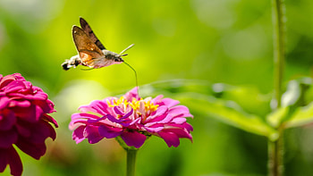 Hummingbird moth discovery, Valuable pollinators, Nature's wonders, Unique insect behavior HD wallpaper