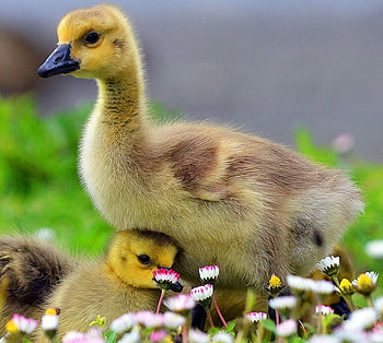 Big brother, ducks, family, young, protection, siblings HD wallpaper