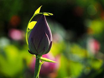 Flowers, Lotus, Bud, Blur, Smooth, Stem, Stalk HD wallpaper