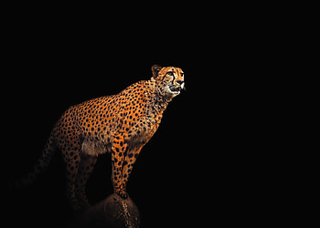 Predator, cheetah, minimal, portrait HD wallpaper