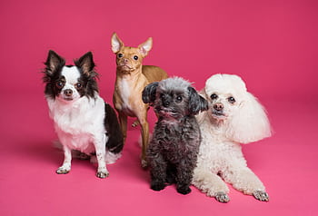 A charming group of small dogs posed against a vibrant pink backdrop, radiating cuteness. HD wallpaper