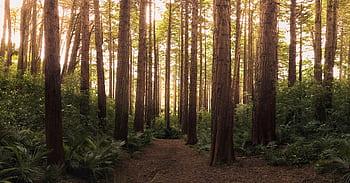 Scenic path through tall evergreen trees in a tranquil New Zealand forest. Perfect for nature lovers. HD wallpaper