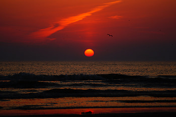 Nature, Sunset, Sea, Sun, Coast, Bird HD wallpaper