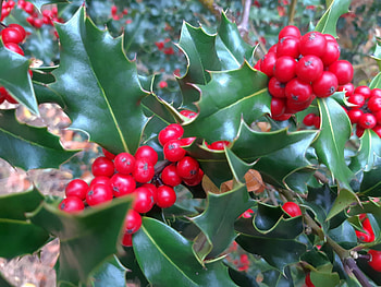 Holly Tree, Ilex variety, Evergreen hedge, Tall or low HD wallpaper