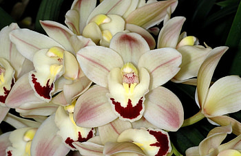 Flowers, Flower, Close-Up, Orchid HD wallpaper