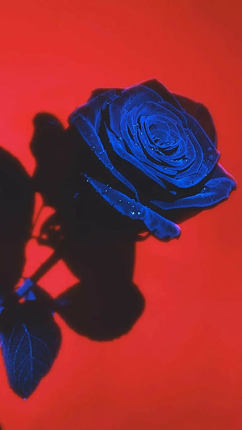 Blue And Red, Rose HD phone wallpaper
