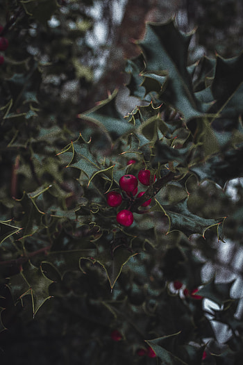 Leaves, Berries, Macro, Branches, Mistletoe HD phone wallpaper
