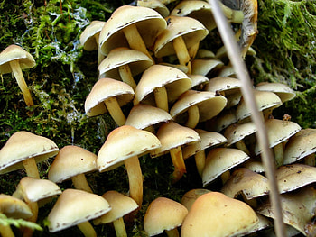 Nature, Mashrooms, Family, Stump, Honey Mushrooms, Mushrooms HD wallpaper