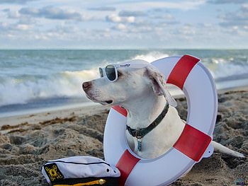 Dog on the Beach, sea, animal, dog, lifebouy, sunglasses, beach HD wallpaper