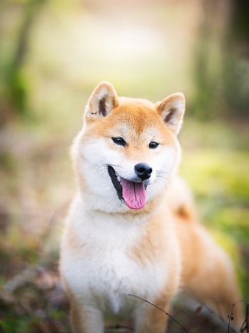 Shiba Inu, Dou Chai, Expensive HD phone wallpaper